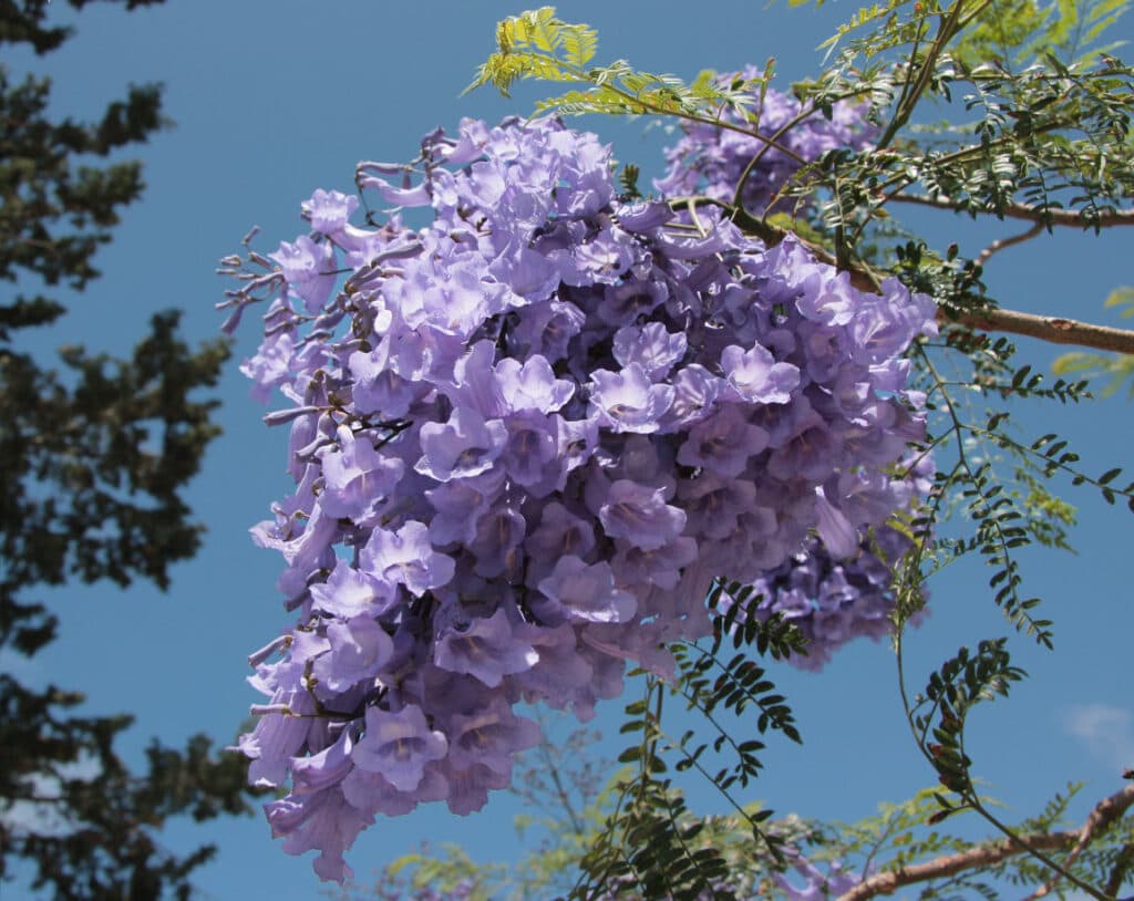 The Jacaranda-colored flowers of a Jacaranda in full bloom (Image via Anna Anichkova)
